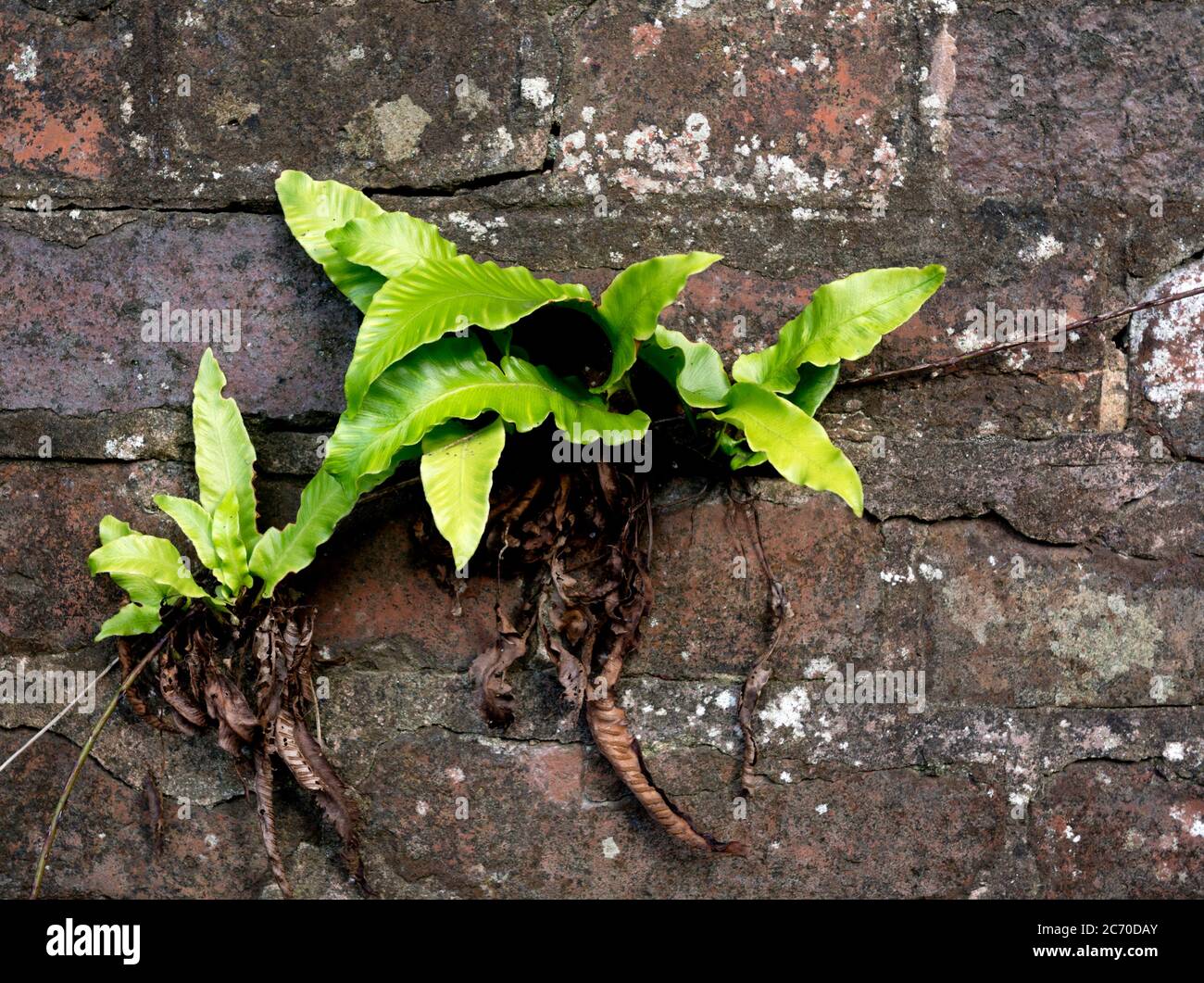 Hart`s tongue ferns growing in a wall, Warwickshire, UK Stock Photo